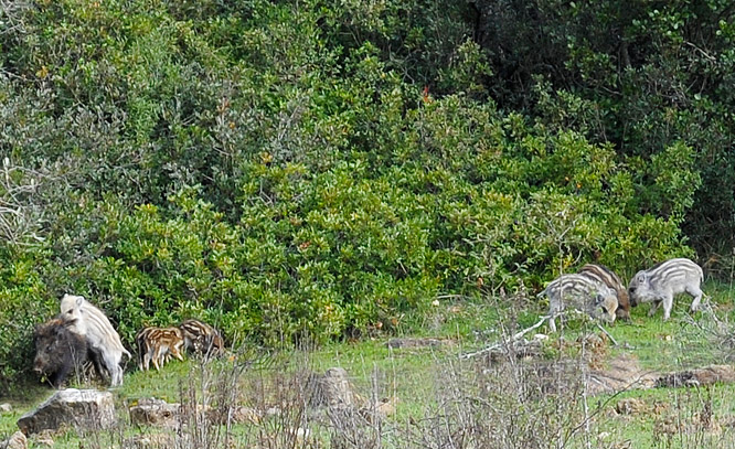 Cinghiale rarit� ?